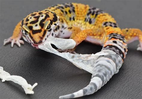 Leopard Gecko Shedding: How To Make Sure It Goes Well