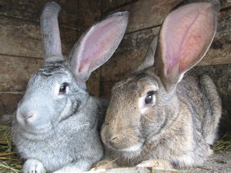 Raising Meat Rabbits Economically - Countryside | Raising rabbits for meat, Meat rabbits, Pet ...