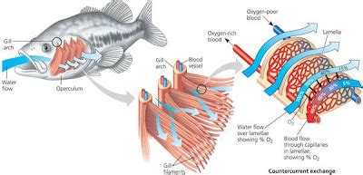 Rozaini Othman (Guru Cemerlang Biologi): The structure and function of ...