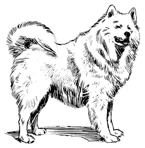 File:Samoyed (PSF).png - Wikimedia Commons