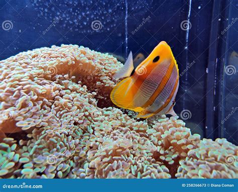 Haus Des Meeres - Fish Tanks Stock Image - Image of marine, pacific ...