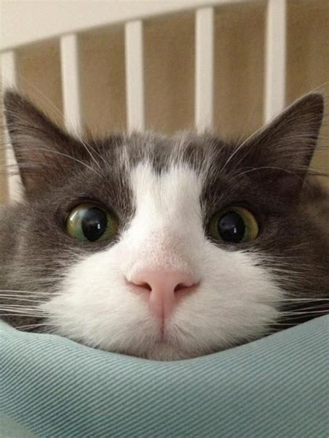 Hello Big Eyes (With images) | Funny cat pictures, Funny animals, Cute ...