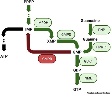 Compartmentalization and regulation of GTP in control of cellular ...