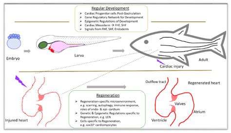 JDB | Free Full-Text | Advances in Cardiac Development and Regeneration Using Zebrafish as a ...