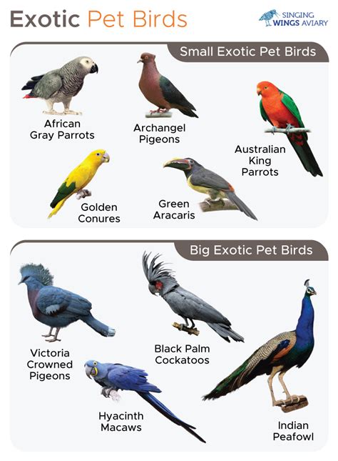 List of Exotic Pet Birds With Pictures