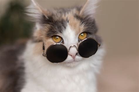 Cats With Glasses Images - Free Download on Freepik