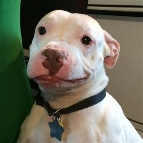 White Pitbull Dog Meme - art-jiggly