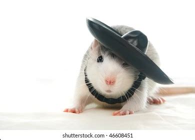 Rat in Hat Stock Photos, Images & Photography | Shutterstock