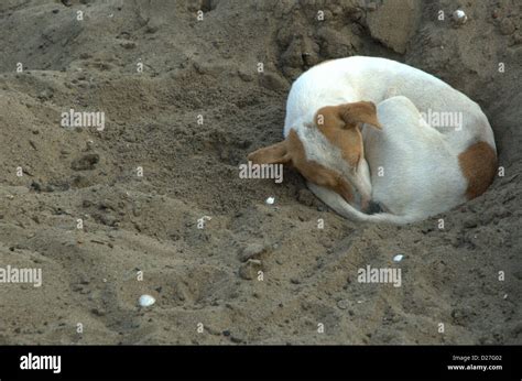 Dog at rural area Stock Photo - Alamy