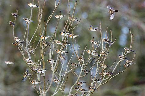 British finches: A simple guide - Country Life