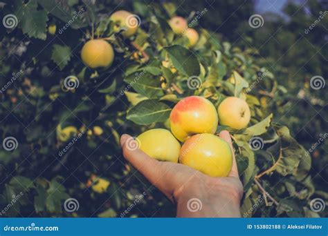 Apple Harvest Agriculture of the Tree Stock Photo - Image of farmer ...