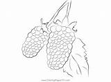 Blue Marion Berries Coloring Page For Kids  Free Blackberry Printable sketch template