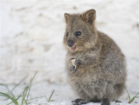 The Annual Quokka Birthday Party Celebrations Are Kicking Off On ...