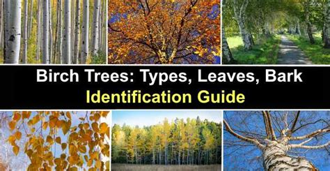 Birch Trees: Types, Leaves, Bark - Identification (With Pictures)