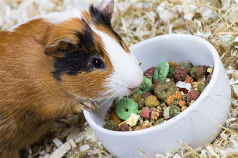 Small Pet Supplies | Blain's Farm & Fleet Blog