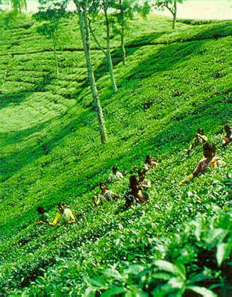 Gift of Nature: Sylhet Tea Garden Beauty of Nature