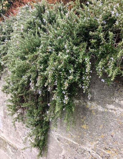 8 Best Creeping Rosemary Varieties