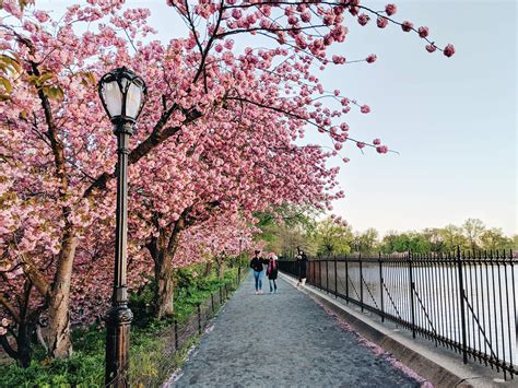 PRIMAVERA EM NOVA YORK – Cerejeiras no Central Park – Juliana Malta