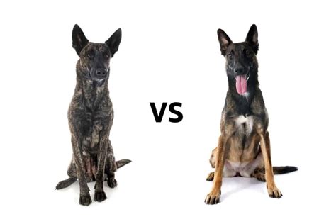 Dutch Shepherd vs. Belgian Malinois: What’s the Difference?