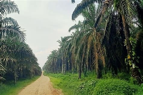 Kebun Kelapa