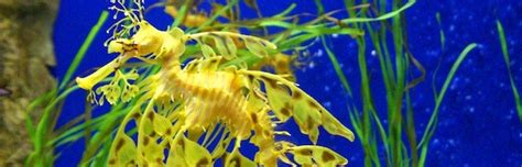 Leafy Sea Dragon - Seahorse Facts and Information