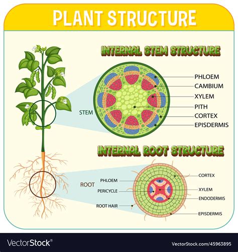 Internal structure of root diagram Royalty Free Vector Image