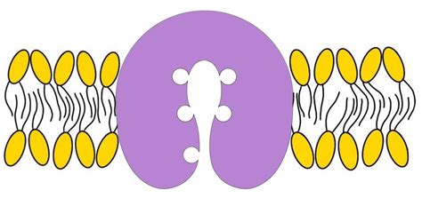 2-Minute Neuroscience: Sodium-Potassium Pump