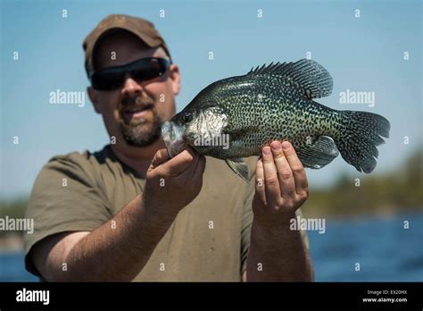 Large Black Crappie Stock Photo - Alamy