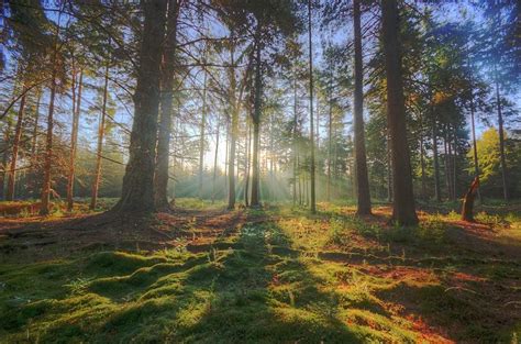 New Forest Day Trip: London to the New Forest, England (2022 Guide)