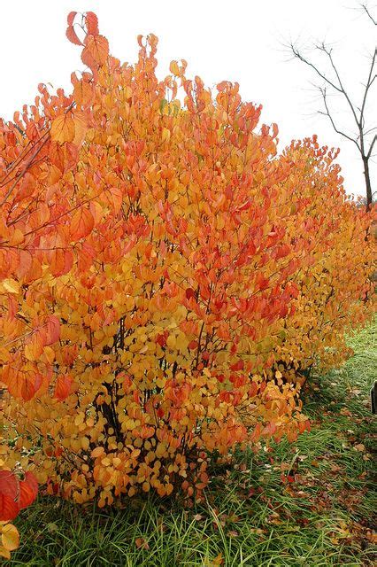 Viburnum dentatum Autumn Jazz (r) in full fall color. This is a great native viburnum to add to ...