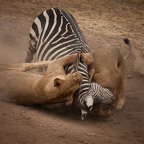 Lion Eating Zebra Stock Photos, Pictures & Royalty-Free Images - iStock