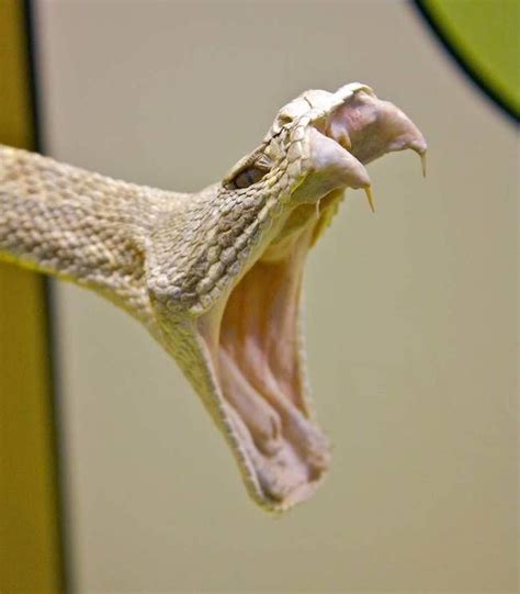 Snake Fangs | Animals | Pinterest | Snake, Reptiles and Amphibians