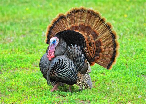 Turkey Time: Spotlighting the Wild Turkey « Conserve Wildlife ...