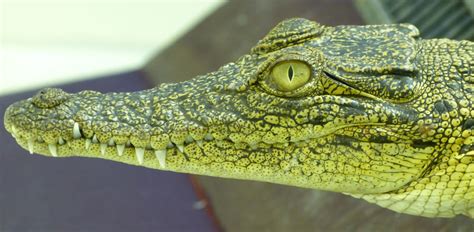 Les yeux des crocodiles plus sophistiqués qu'on ne le pensait ...