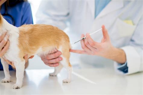 Rabies Vaccine And The Law