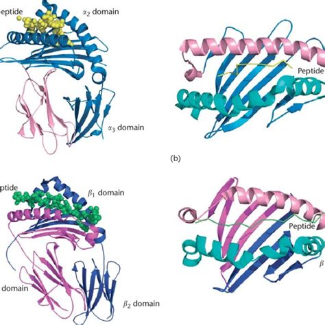 Diverse peptide presentation manners of MHC I molecules from different ...