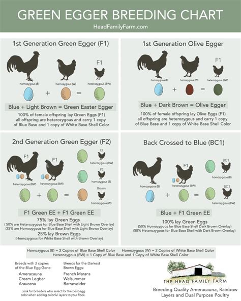 A Guide to Breeding Green Egg Layers - Egg Color Breeding Charts ...