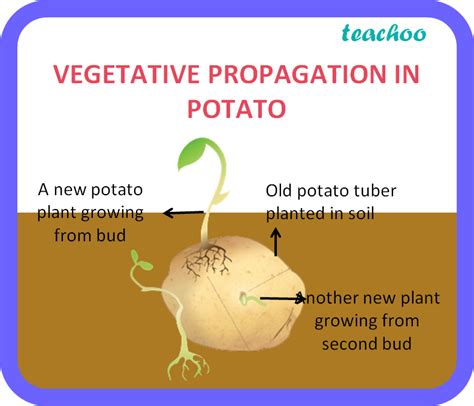 Vegetative Propagation | ubicaciondepersonas.cdmx.gob.mx