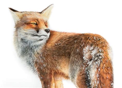 Realistic Fox Drawing at PaintingValley.com | Explore collection of Realistic Fox Drawing