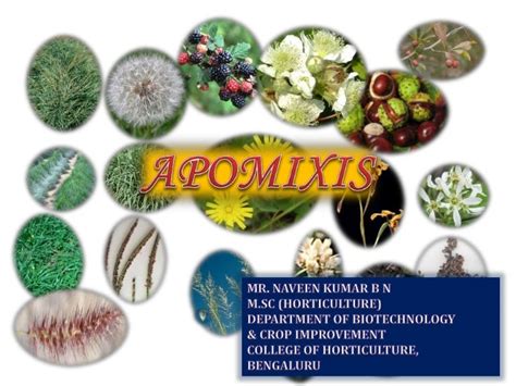 Apomixis in plants