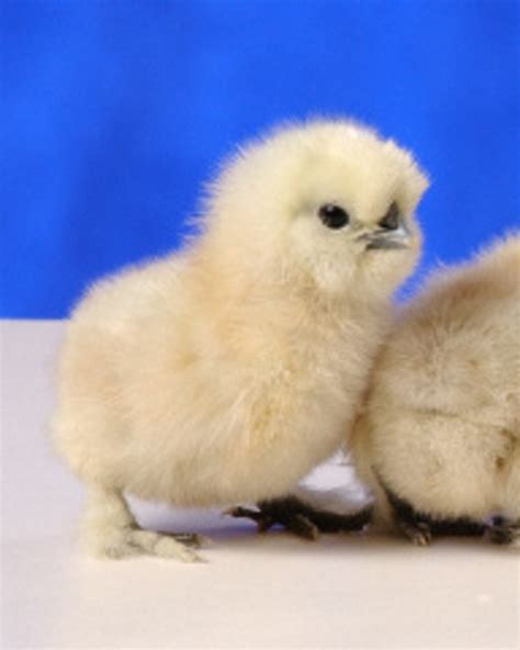 White Silkie Bantam Chickens for Sale | Cackle Hatchery