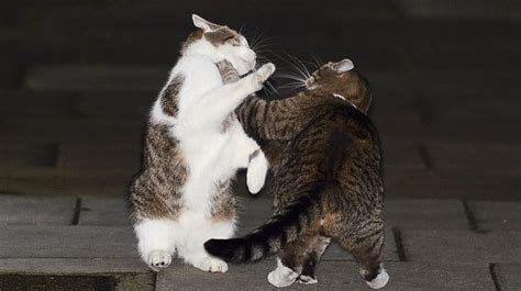 Cameron v Osborne cat fight: Larry and Freya get their claws out in ...