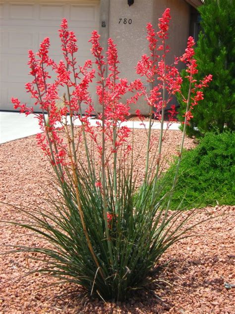 Red Yucca Photo: This Photo was uploaded by carriedaway4str8. Find other Red Yucca pictures and ...