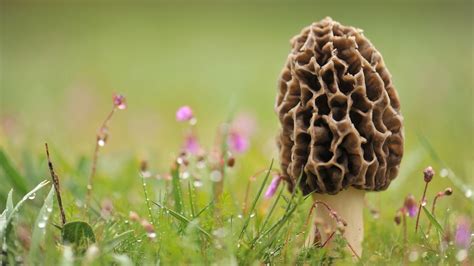 🔥 [70+] Morel Mushroom Wallpapers | WallpaperSafari