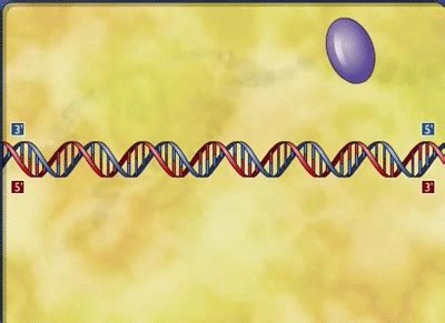 DNA REPLICATION on Make a GIF