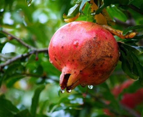 Pomegranate photos