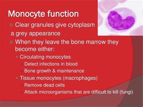 PPT - The Lymphatic System and the Blood PowerPoint Presentation, free download - ID:2135947