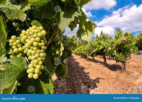 Vineyard with green grapes stock photo. Image of close - 45120554