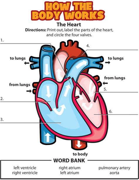 Valentines Day | Circulatory system for kids, Heart for kids, Human body systems