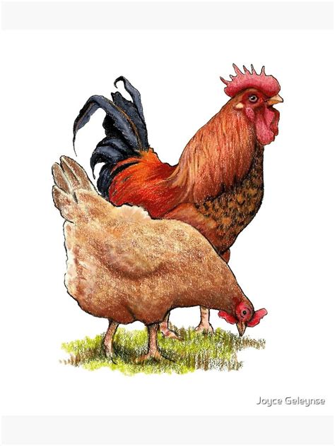 "Rooster and Hen, Chicken Art, Illustration Poultry, Farm Animals" Art ...